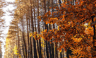 抖音作品播放量如何提升？购买播放量、优质内容创作、潜力号与优质号解析